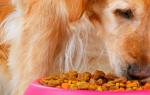 Пищевая аллергия у собак