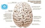 Извилины и борозды находящиеся в головном мозге: строение, функции и описание